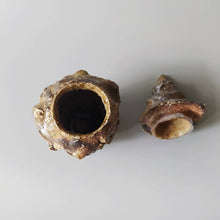 画像をギャラリービューアに読み込む, 貝蓋物